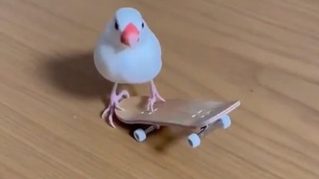 【動画】鳥さん、スケボーで遊べる