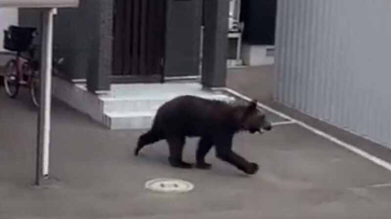 【北海道】札幌市街地に出没したクマ、猟友会のハンターに駆除される